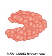 Free art print of Parotid salivary gland cyst. The structure of the ...