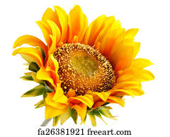 Free Sunflower Art Prints and Artworks | FreeArt