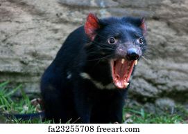 Free art print of Tasmanian Devil. Sleeping Tasmanian Devil isolated on