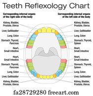 Free art print of Teeth Reflexology Analogy Chart Ger. Teeth ...