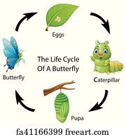 Free art print of A Set of Butterfly Life Cycle. A Set of Butterfly ...