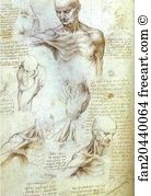Windsor Art Print - The Neck And Shoulder Of A Man