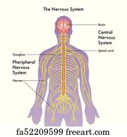 Free art print of Nervous System. Vector illustration of diagram of ...