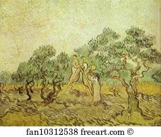 Olive Oil Art Print - The Olive Orchard