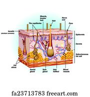 Free art print of Sensory receptors in the skin. Sensory receptors in ...