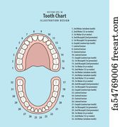 free art print of tooth chart diagram of the human teeth freeart fa8433299