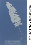 Trichomanes Art Print - Trichomanes Crispum (Jamaica)