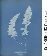 Trichomanes Art Print - Trichomanes Crispum, Jamaica