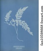 Trichomanes Art Print - Trichomanes Radicans, Jamaica