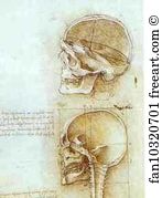 Windsor Art Print - Two Views Of The Skull