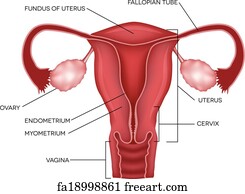 Vagina Art Print Uterus And Ovaries Organs Of Female Reproductive System Vagina Art Print Uterus And Ovaries Organs Of Female Reproductive System