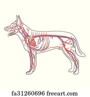 Free Cardiovascular System Of The Dog Art Prints and Artworks | FreeArt