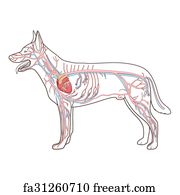 Free Cardiovascular System Of The Dog Art Prints and Artworks | FreeArt