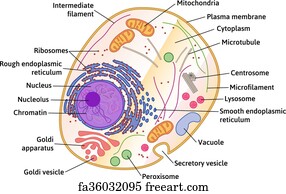 Free art print of Cross section of human eye, eps8. Diagram of human ...