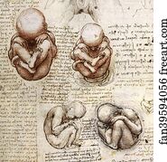 Leonardo Da Vinci Art Print - Views Of A Foetus In The Womb (C. 1510 - 1512)