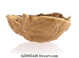 empty walnut shell