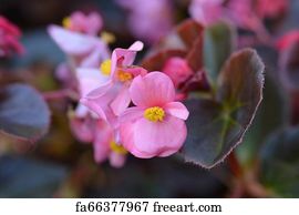 Free art print of Eautiful begonia semperflorens - Wax begonia. Beautiful  begonia semperflorens (Wax begonia, Begonia conchita) flowers close up. Red  petals and leaves and yellow pistils. Natural organic background | FreeArt  | fa89200074