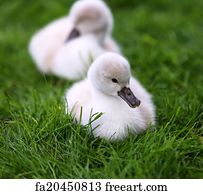 Free art print of Mute Swan Cygnets. Newly hatched wild fluffy mute ...