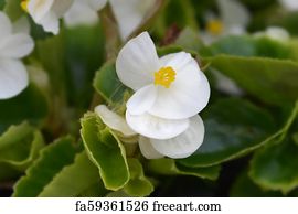 Free art print of Eautiful begonia semperflorens - Wax begonia. Beautiful  begonia semperflorens (Wax begonia, Begonia conchita) flowers close up. Red  petals and leaves and yellow pistils. Natural organic background | FreeArt  | fa89200074