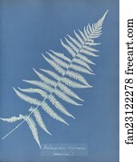 America Art Print - Woodwardia Virginica, America