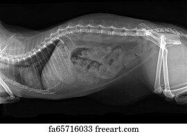 Free Cat Xray Abdomen With Bowel Obstruction Art Prints and Artworks ...