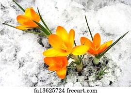 Free Art Print Of Snow Flowers Crocuses Saffron Geyfelya First