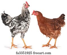 Featured image of post Free Chicken Pictures To Print / Create an account or log into facebook.