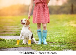 beagle print wellies