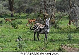 Free art print of Zebras. Two male zebra, in the natural African ...