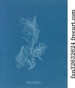 Zygnema Art Print - Zygnema Nitidum